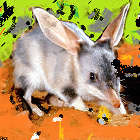 A bilby